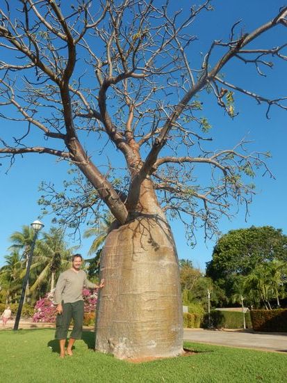 Baobab baum
