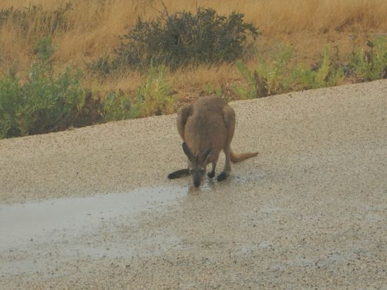 Die Wasserpfützen locken die Känguruhs auch am Tag aus den Verstecken.
