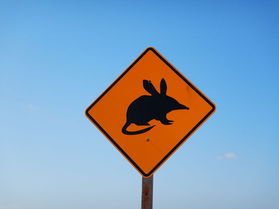 Dieses spezielle Tier ist sehr selten