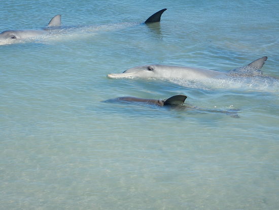 Das Kalb ist erst ein paar Tage alt