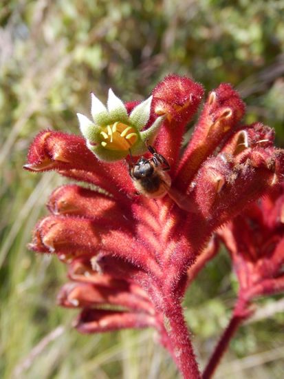 Diese Blume heisst Kaengurupfote.