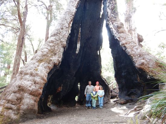 Man glaubt es kaum, aber der Baum lebt noch.