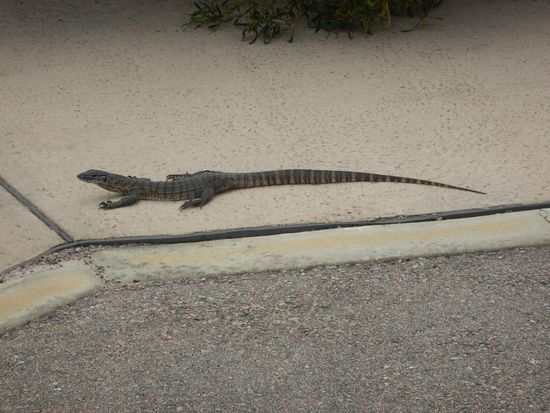 Wir laufen hier ueberall herum.