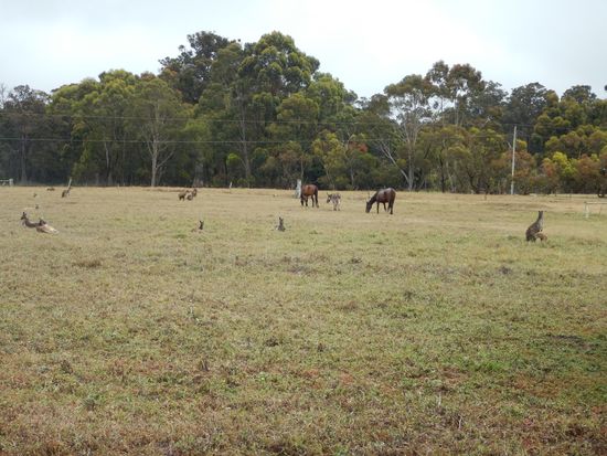 Auf der Weide hat es mehr Kaengerus als Pferde und Esel.