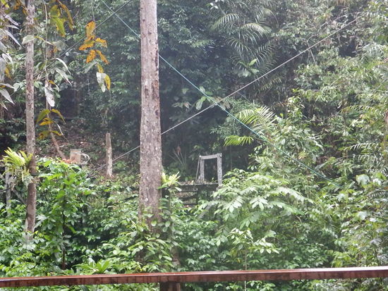 Da es im Regenwald frische Früchte gibt, bleibt die Plattform frei von Orangutans