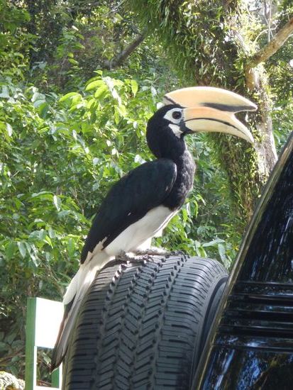 Hornbill - Vogel