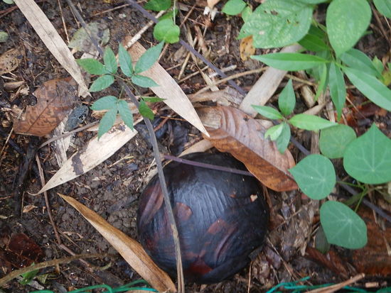 6-7 Jahre lang ist die Rafflesia ziehmlich unscheinbar