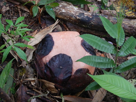 Um sich von ihrer Ummantelung zu trennen braucht die rafflesia ca 9 Monate