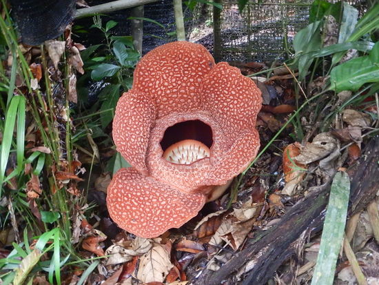 Die Rafflesia kann nach ca. 7 Jahren Wachstum nur für etwa 3 oder 4 Tage bestaunt werden - wir waren genau zur rechten Zeit am richtigen Ort