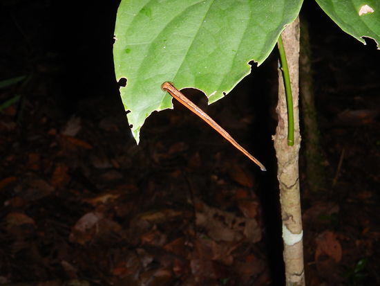 Blutegel gibt es hier sehr viele und alle wollen etwas vom Blut der "Dschungelwanderer" haben.