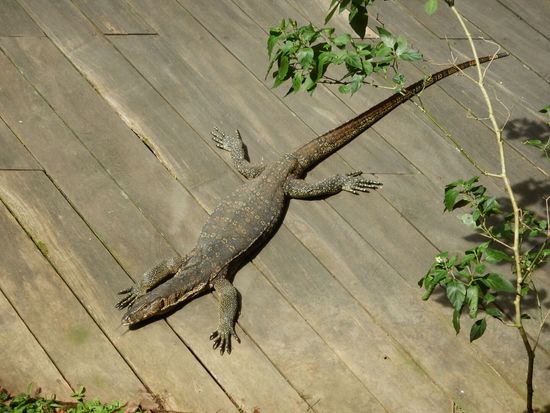 Bei unserer Sonnenterrasse sonnt sich auch eine ca 1,5 m lange Monitorechse
