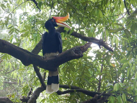 Rhinozerus-Hornbill-Vogel gesehen in KL