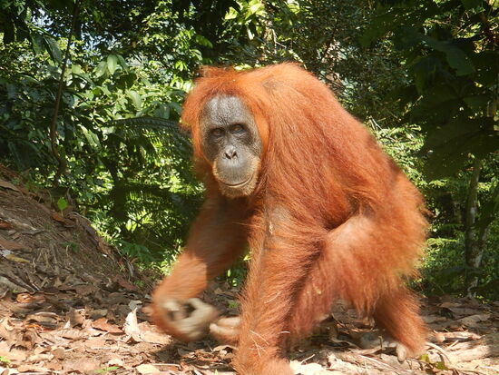 Die "Waldmenschen"  (Übersetzung von Orangutan) haben zu 97% dieselben Gene wie wir Menschen Quelle: http://www.spiegel.de/wissenschaft/natur/genom-vergleich-orang-utan-und-mensch-sind-nahezu-identisch-a-741828.html