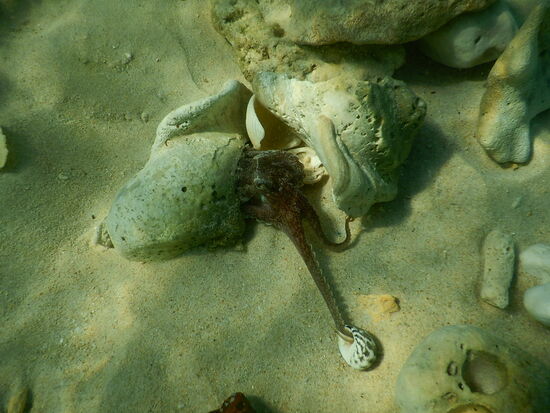 Tintenfisch bei der Arbeit