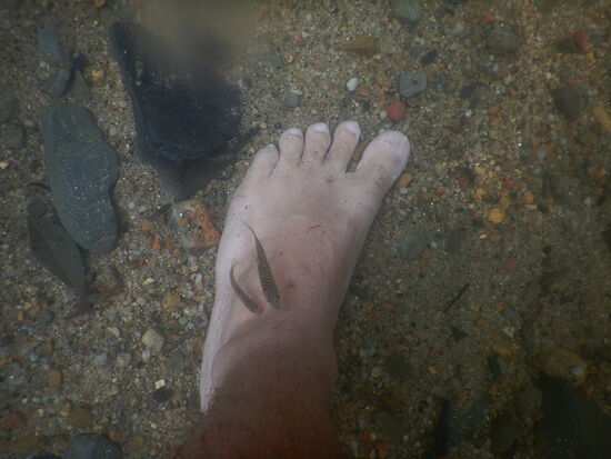 Für Sabrina: Hier wird man von den Fischen angeknabert