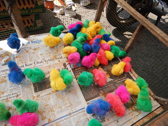 Gefärbte Kücken sind beliebte Geschenke für die Kinder.