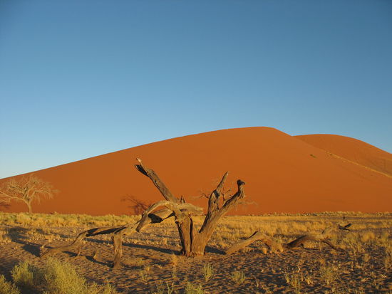 In der Namib bei Sossusvlei.