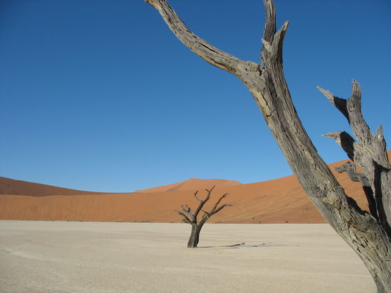 Im Dead Vlei bei Sossusvlei.