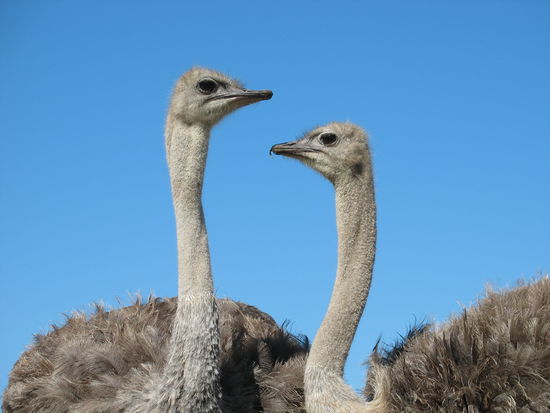 Das wars von meiner Seite! Schön, habt ihr ab und zu einen Blick auf diese Homepage geworfen und vielen Dank für die Mails und die Gästebucheinträge!
Ich wünsche dem Volkmar alles Gute und viele interessante Begegnungen und Erlebnisse auf der Weiterreise!