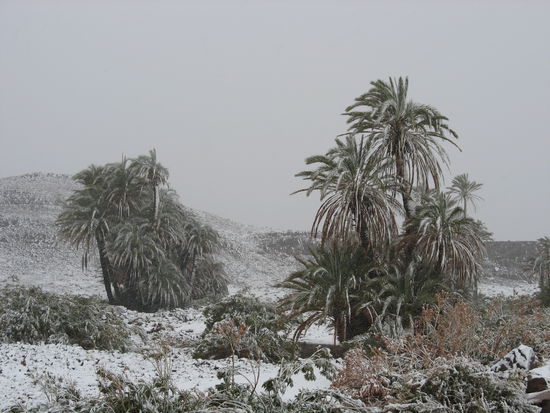 Schneebedeckte Palmen sieht man auch nicht jeden Tag.