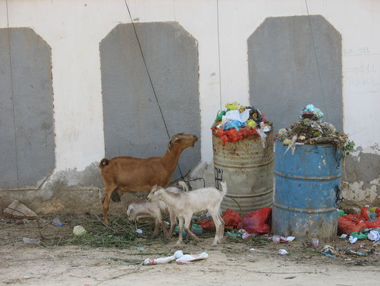 Ziegen sind fester Bestandteil der städtischen Müllabfuhr und überall anzutreffen.
