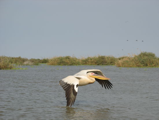 Einer von ca. 25 000 Pelikanen im Djoudji Nationalpark.