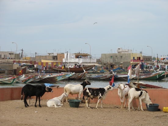 Heute mit Perwoll gewaschen, morgen schon auf dem Teller.