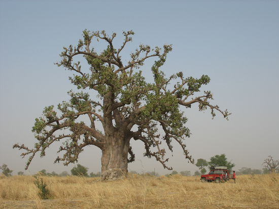 Frühstück unter einem Baobab-Baum.