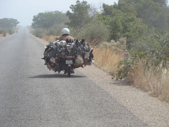 Hundertfünfzig Hühner auf dem "Highway to Hell". Das gleiche geht übrigens auch mit zehn Schafen...