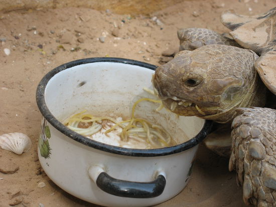 Riesenschildkröte mampft genüsslich unsere Spaghetti - normalerweise lässt Chris nichts übrig...