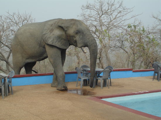 Elefant auf Kultursafari