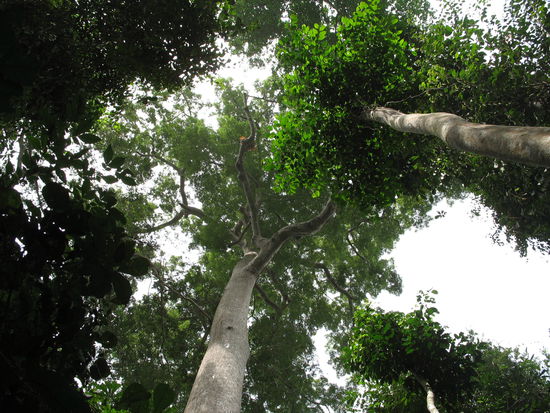 Regenwald im Kakum-Nationalpark