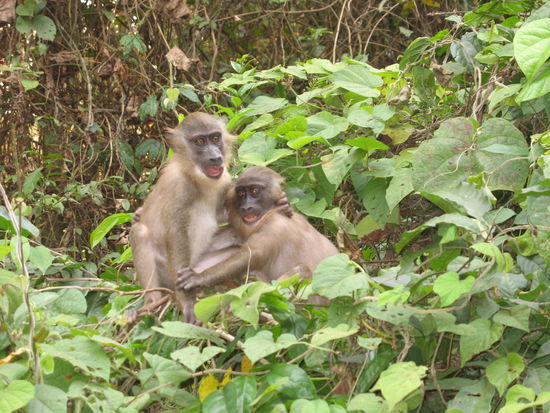 Nigeria von der schönen Seite: Babydrills in der Afi Mountain Drill Ranch.
