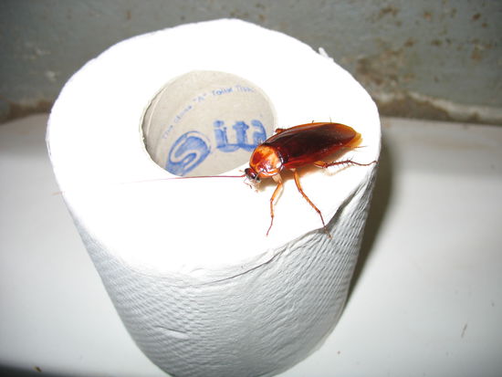 Wer sitzt denn da auf der Klorolle?