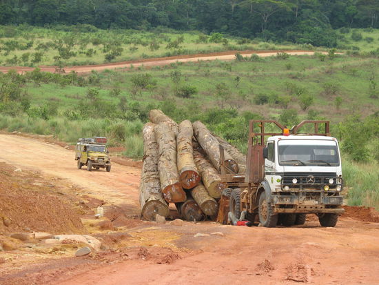 Ab und zu verlieren Holzlaster ihre Ladung oder landen auch mal im Strassengraben.