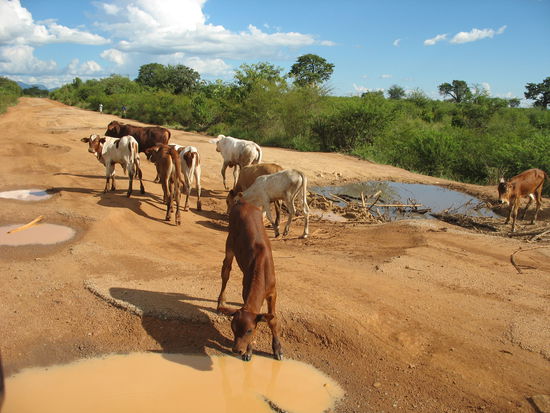 Nur Kälber wissen diese elende Piste zu schätzen.