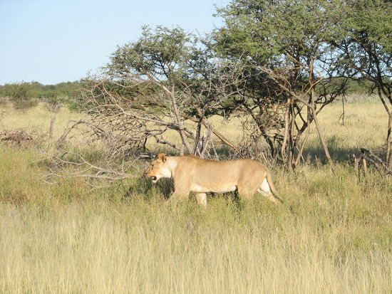 Begegnungen im Etosha-Nationalpark im Norden Namibias.