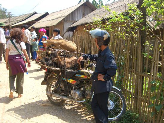 Tamara wendet sich von Tiertransporten ab