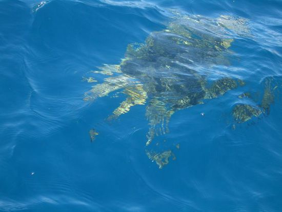 Meeresschildkroete (leider hatten wir keine Unterwasserkamera)