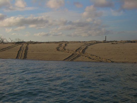 keine Fahrzeug, sondern Schildkroetenspuren