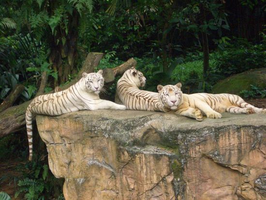 Aber jetzt: die weißen Tiger