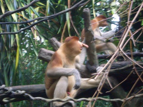 Proboscisnase im Profil 