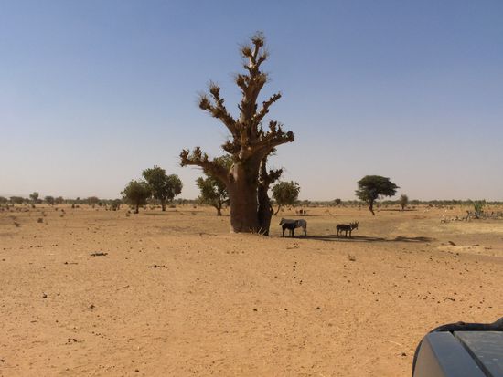 Ein alter Baobab Baum, manche werden über 300 Jahre alt...