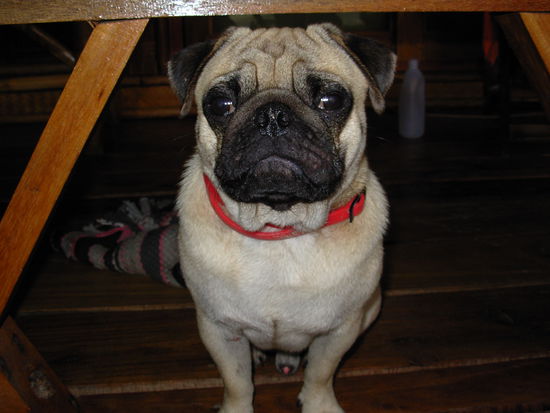 Mac der Mops vom Bamboo ...suess....