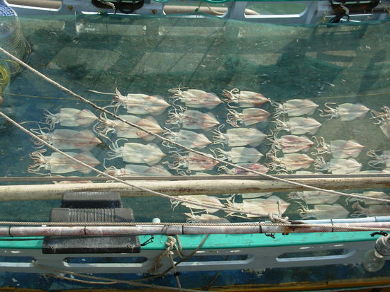 Hier werden gerade Tintenfische auf einem Boot getrocknet