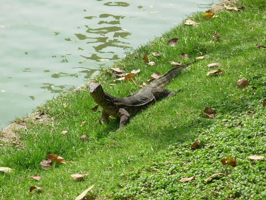 Im Lumpini Park ein Waran