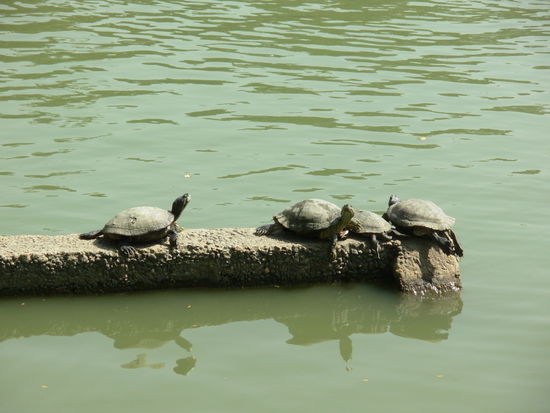 Schildkroeten im Lumpini Park