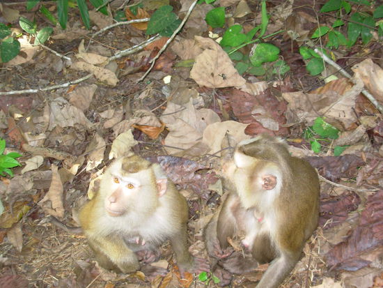 Affen im Nationalpark