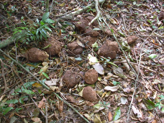 Auf den Spuren der Elefanten