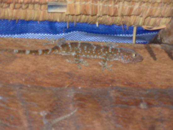 Unser kleiner Mitbewohner